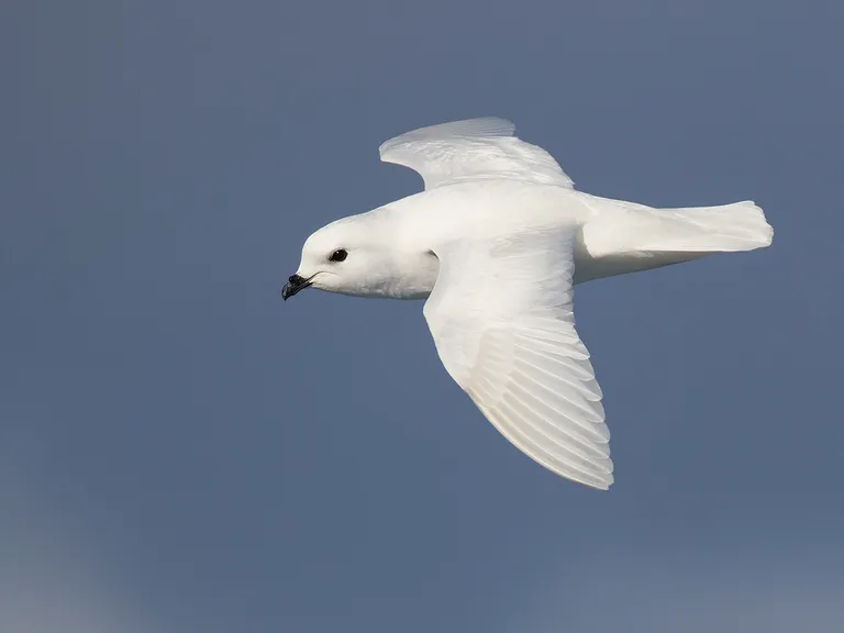 Snow Petrel