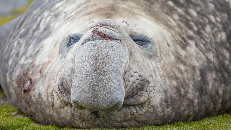 Southern Elephant Seal