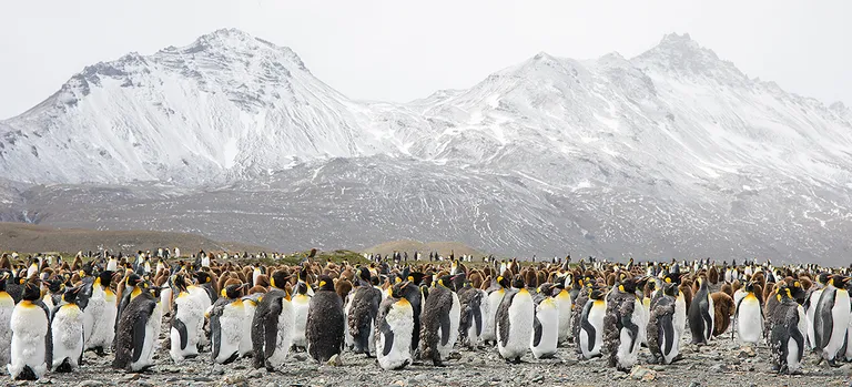 King Penguin, South Georgia