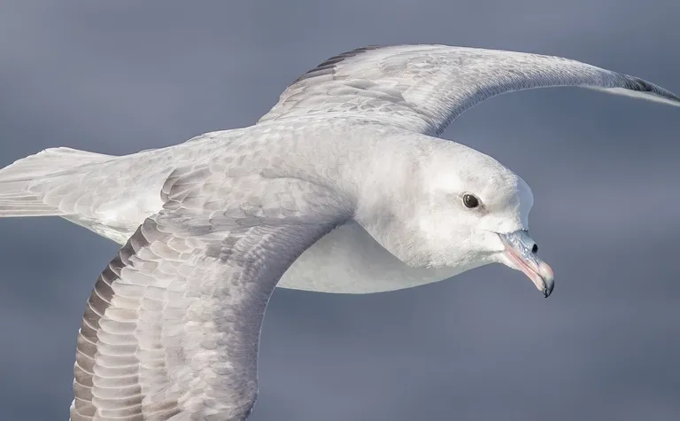 Southern Fulmar