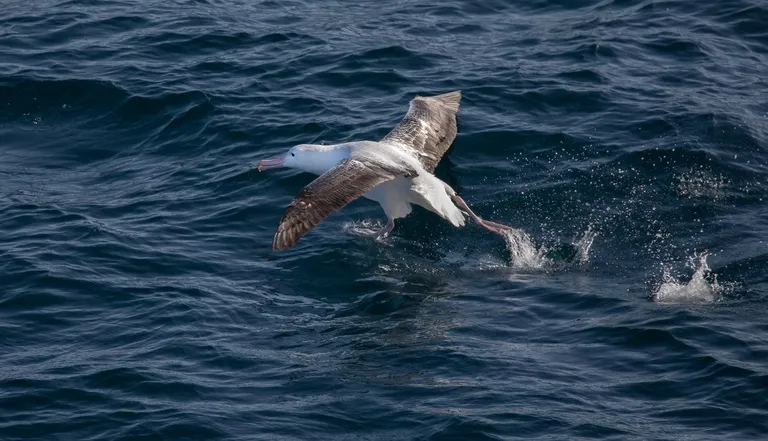 Royal Albatross