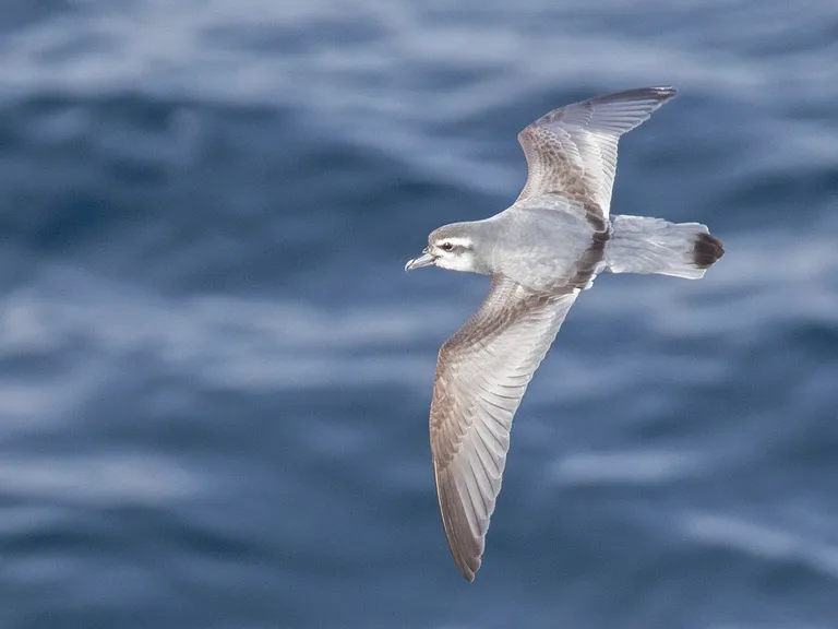 Antarctic Prion