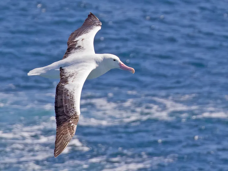 Royal Albatross