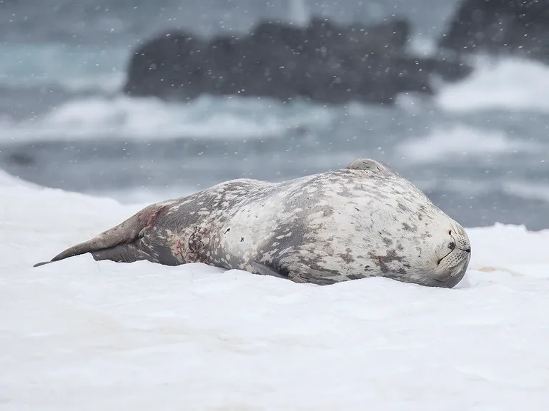 Weddell Seal