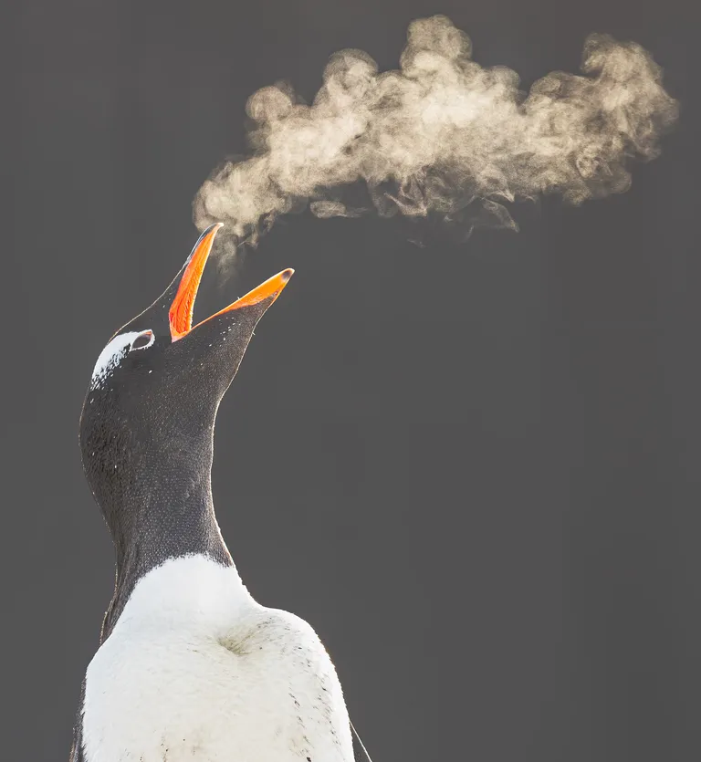 Gentoo Penguin
