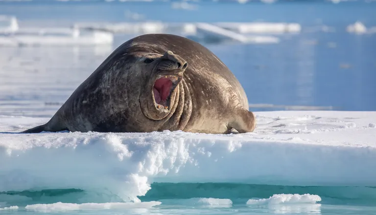 Southern Elephant Seal
