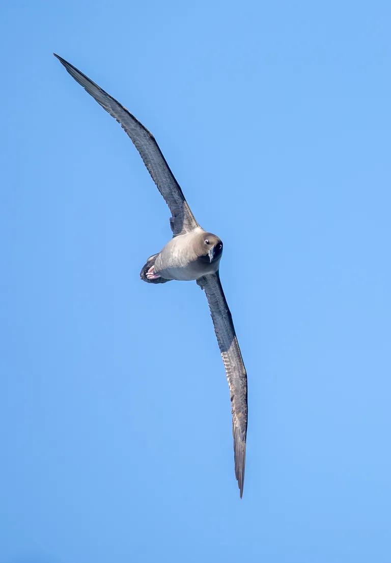 Light-mantled Albatross