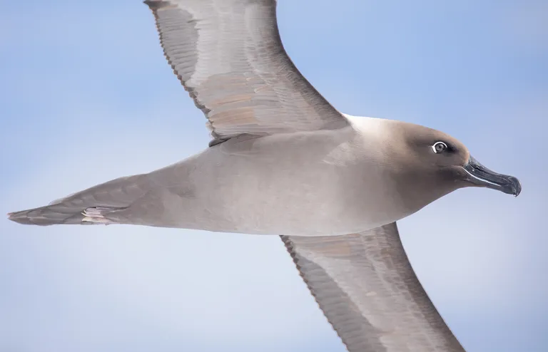 Light-mantled Albatross