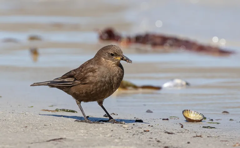 Blackish Cinclodes / Tussock Bird
