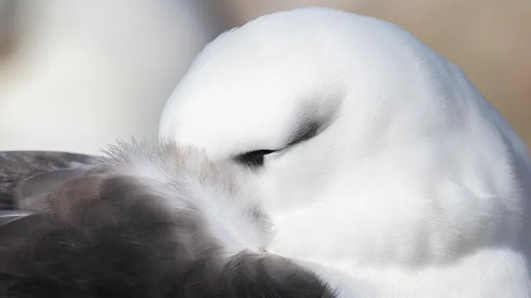Black-browed Albatross
