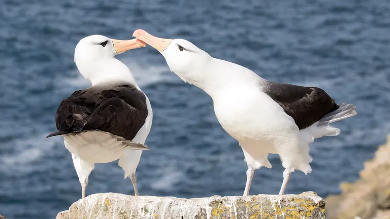 Black-browed Albatross
