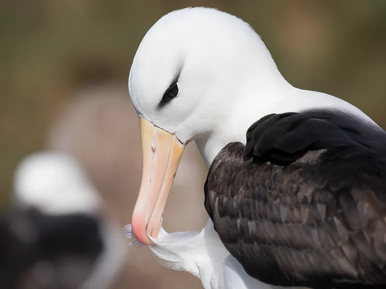 Black-browed Albatross