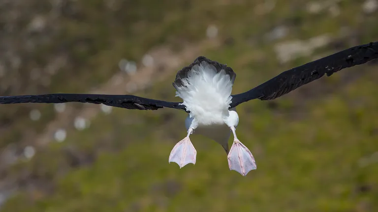 Black-browed Albatross