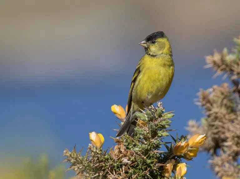 Black-chinned Siskin, Falkland Islands