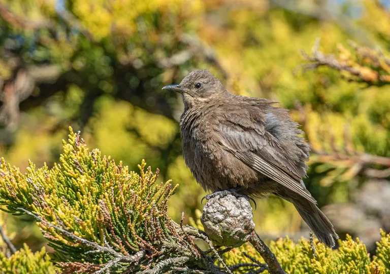 Blackish Cinclodes / Tussock Bird