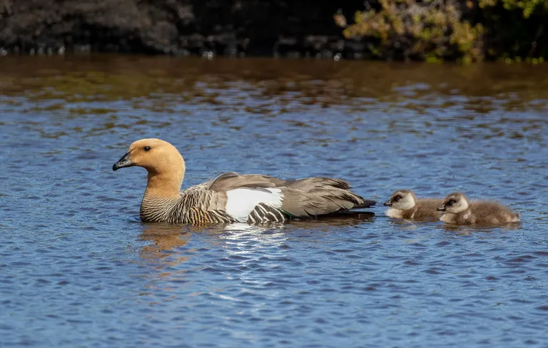 Upland Goose, female with chicks