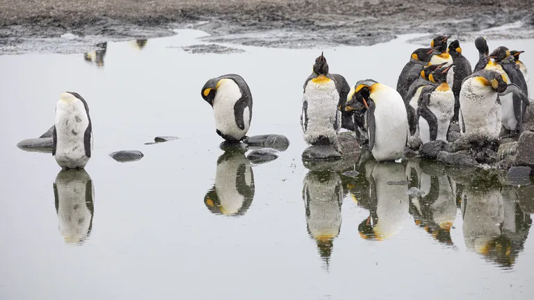 King Penguin