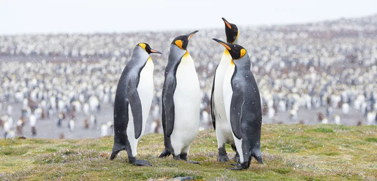 King Penguin