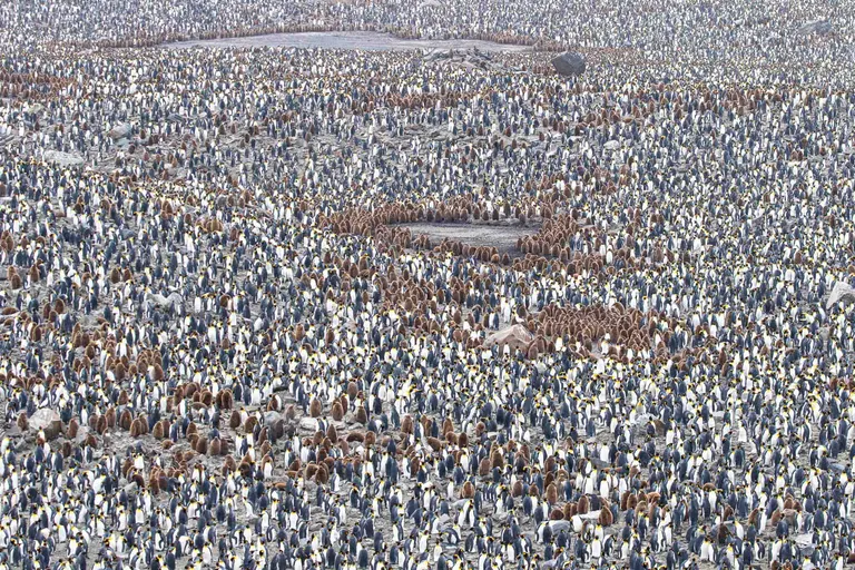 King Penguin