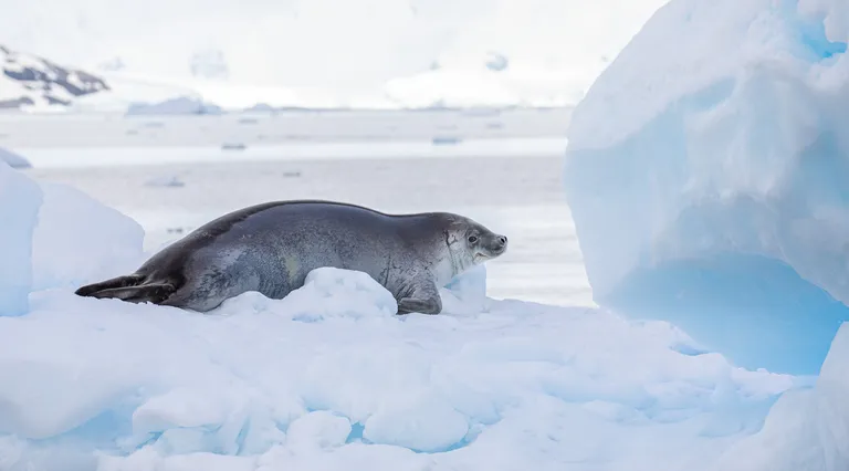 Leopard Seal