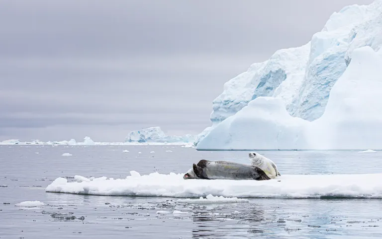 Crabeater Seal
