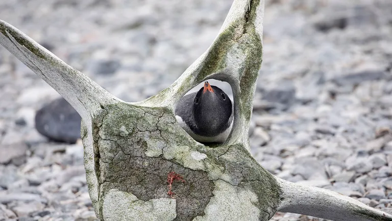 Gentoo Penguin (looking through whale vertebrae)