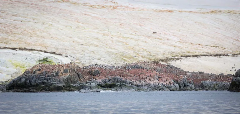 Algae, Ice and Penguins