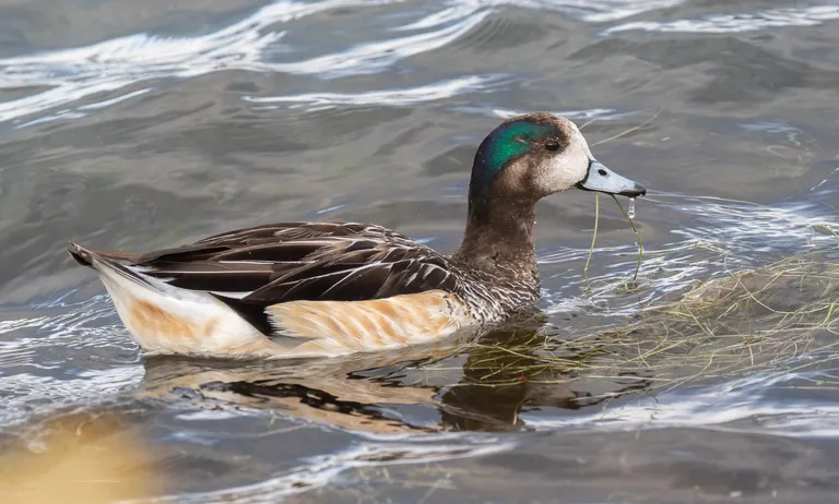 Southern Wigeon