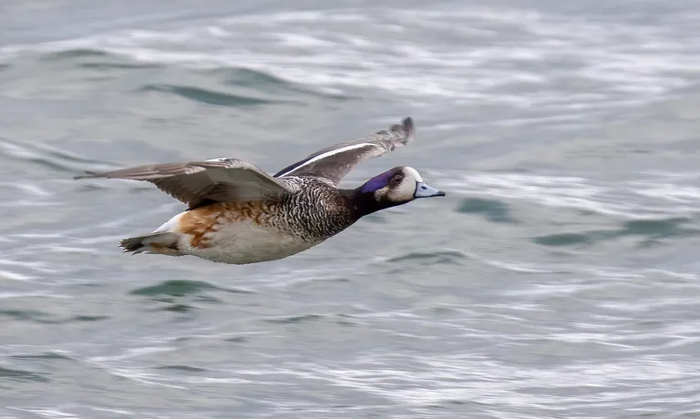 Southern Wigeon