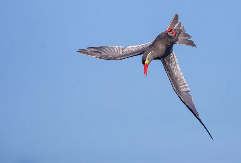Inca Tern