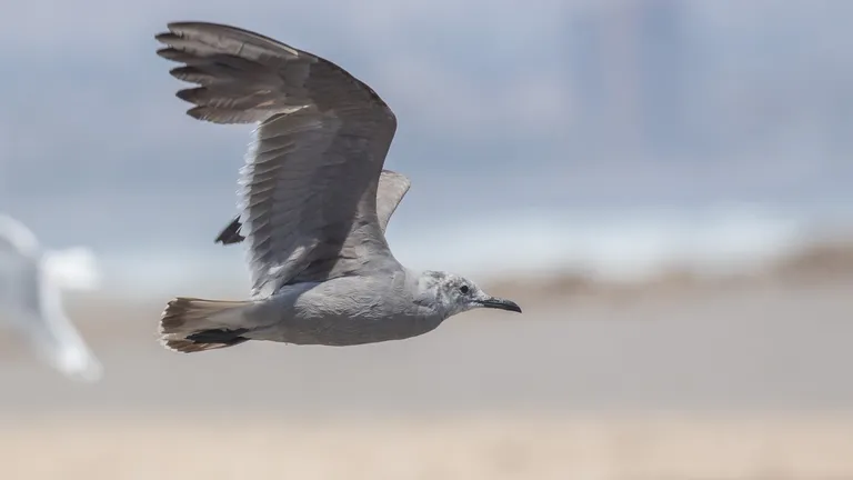 Grey Gull