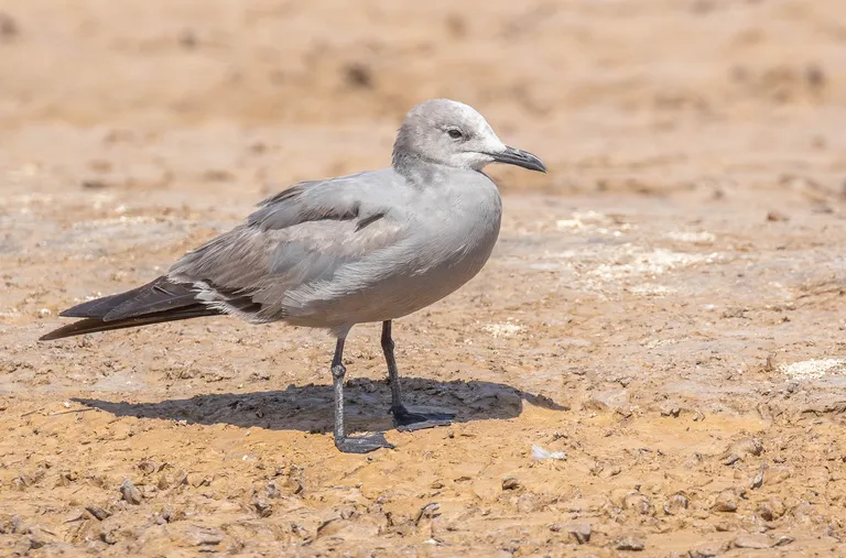 Grey Gull