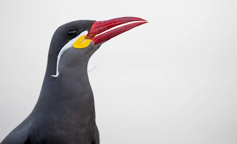 Inca Tern