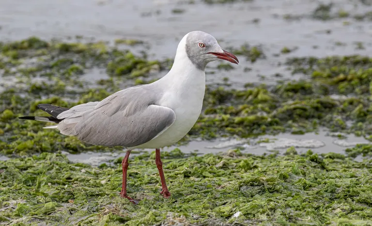 Grey-headed Gull