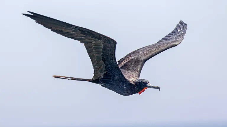 Magnificent Frigatebird, Peru