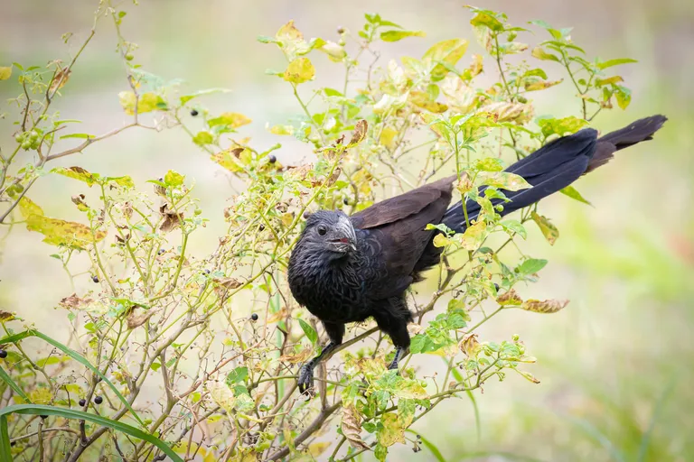 Grove-billed Ani