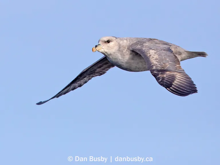 Northern Fulmar