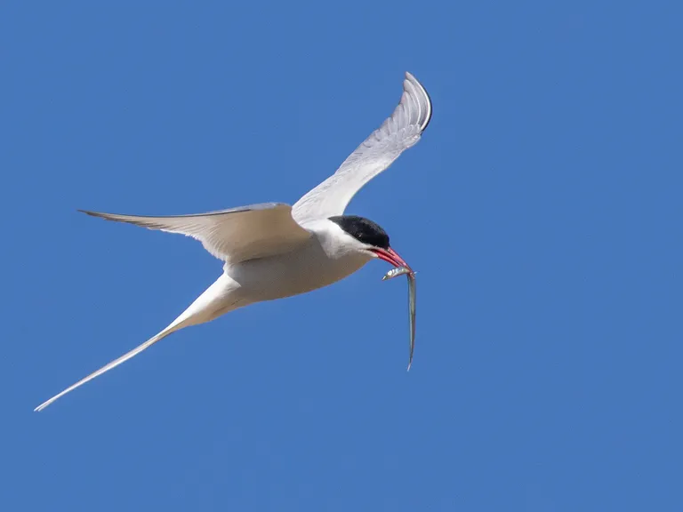 Arctic Tern