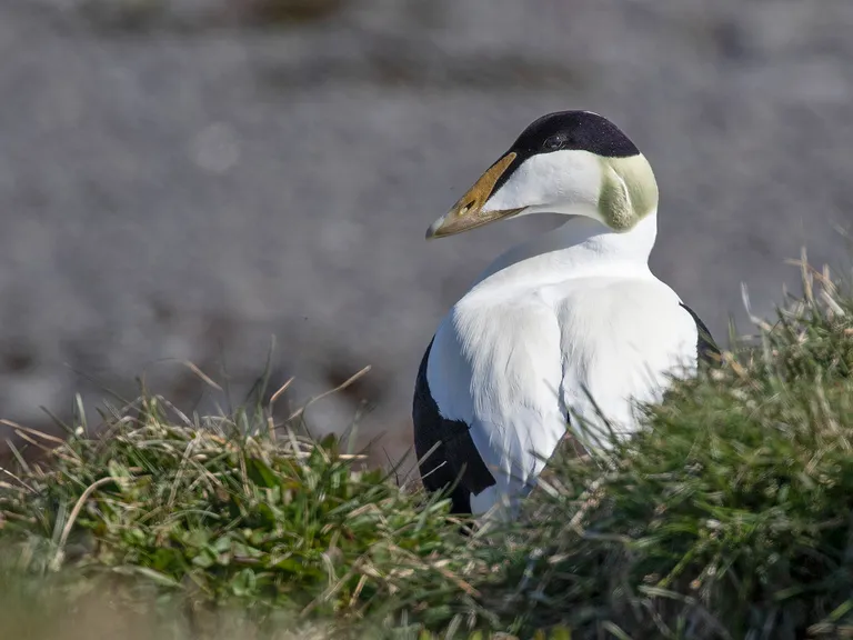 Common Eider, male