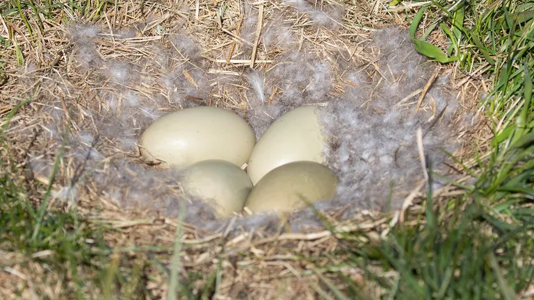 Common Eider, nest