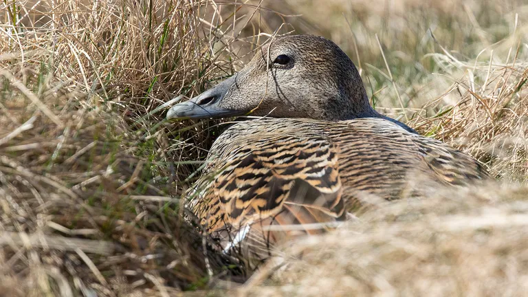Common Eider, female on nest