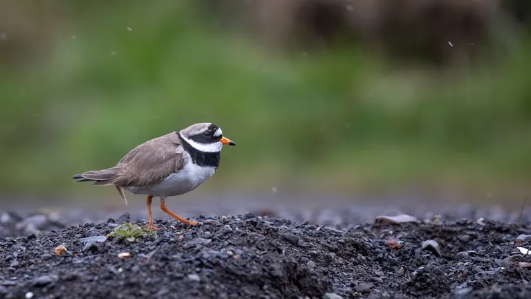 Common Ringed Plover