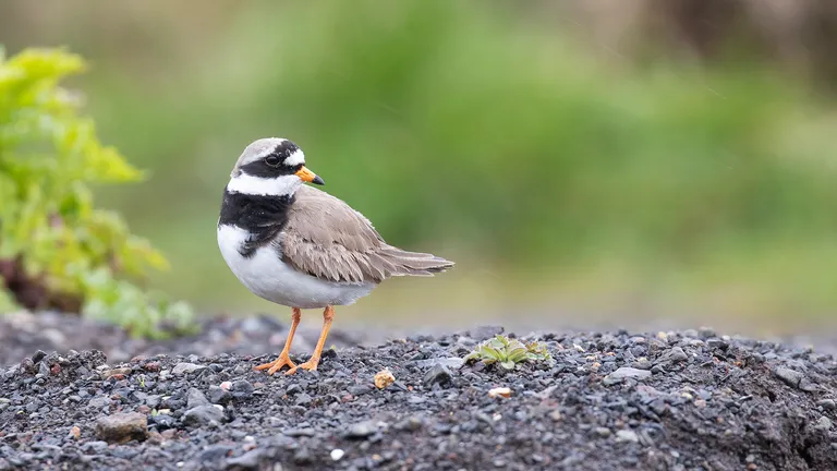 Common Ringed Plover