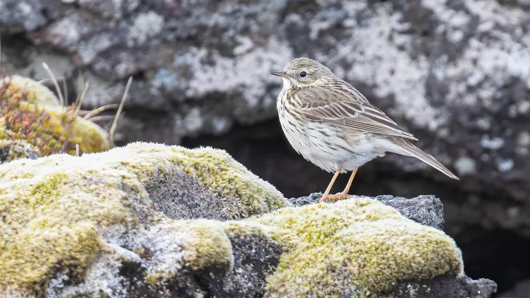 Meadow Pipit