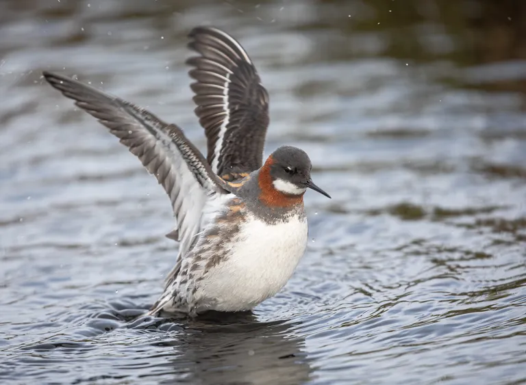 Red-necked Phalarope