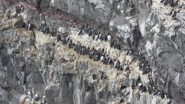 Common Murre / Common Guillemot