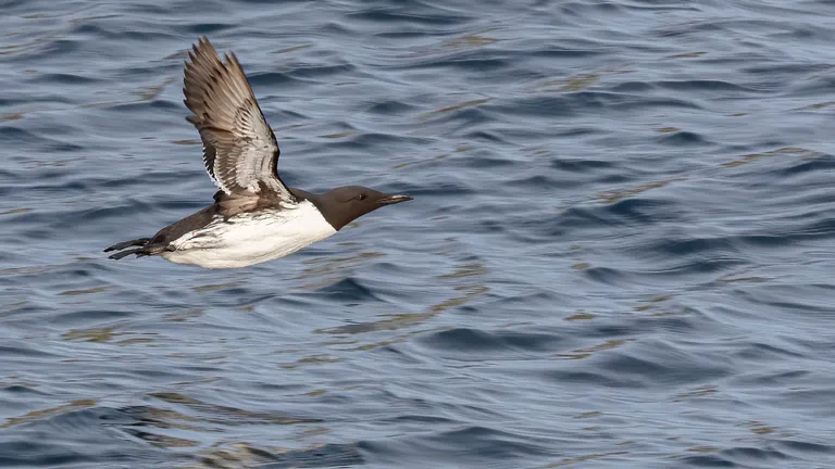 Common Murre / Common Guillemot