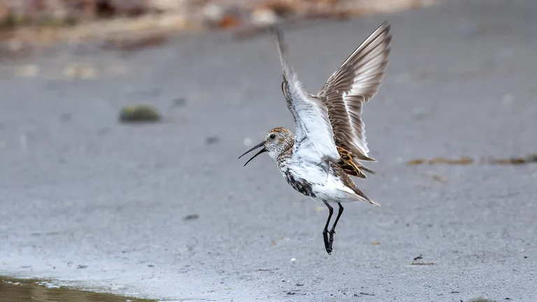 Dunlin