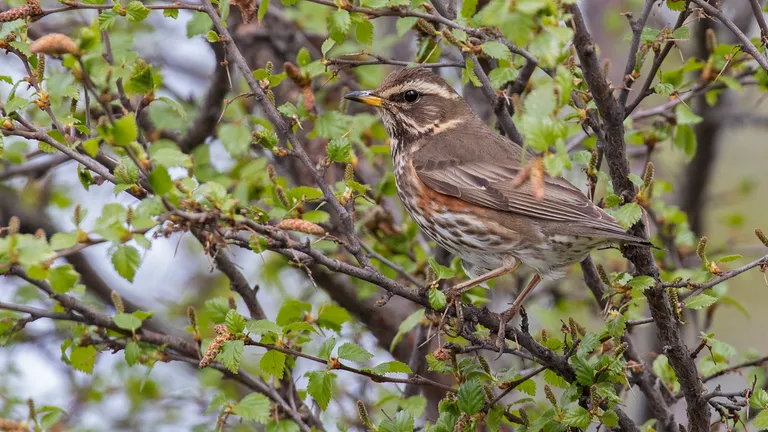 Redwing