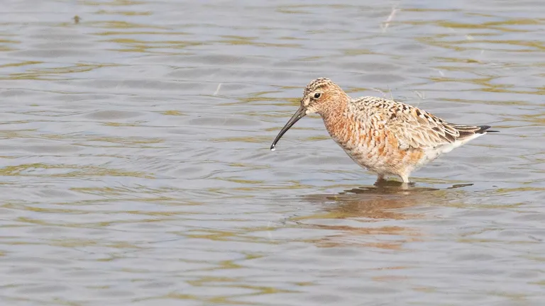 Curlew Sandpiper